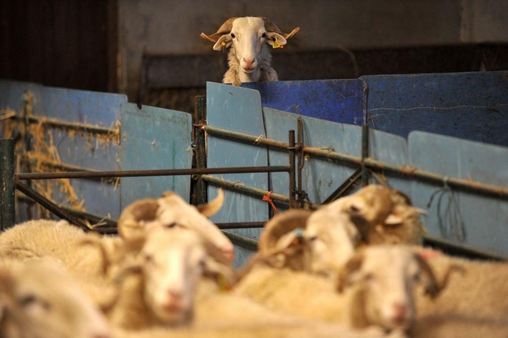 Guardiões da Serra da Estrela apoiaram 5.399 animais com alimentação