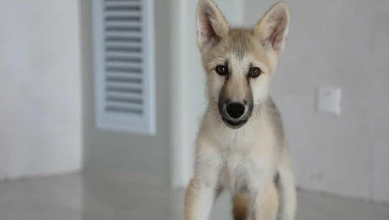 Empresa chinesa clona espécime de lobo ártico