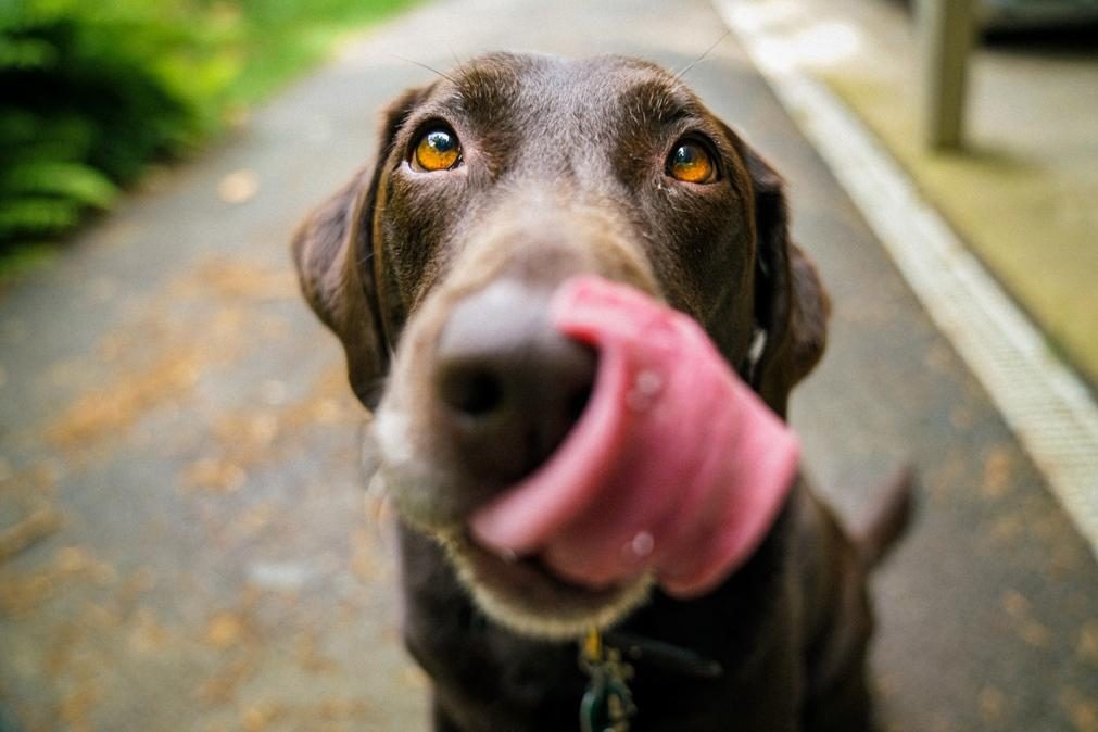 Portugueses são dos europeus que mais têm cães em casa