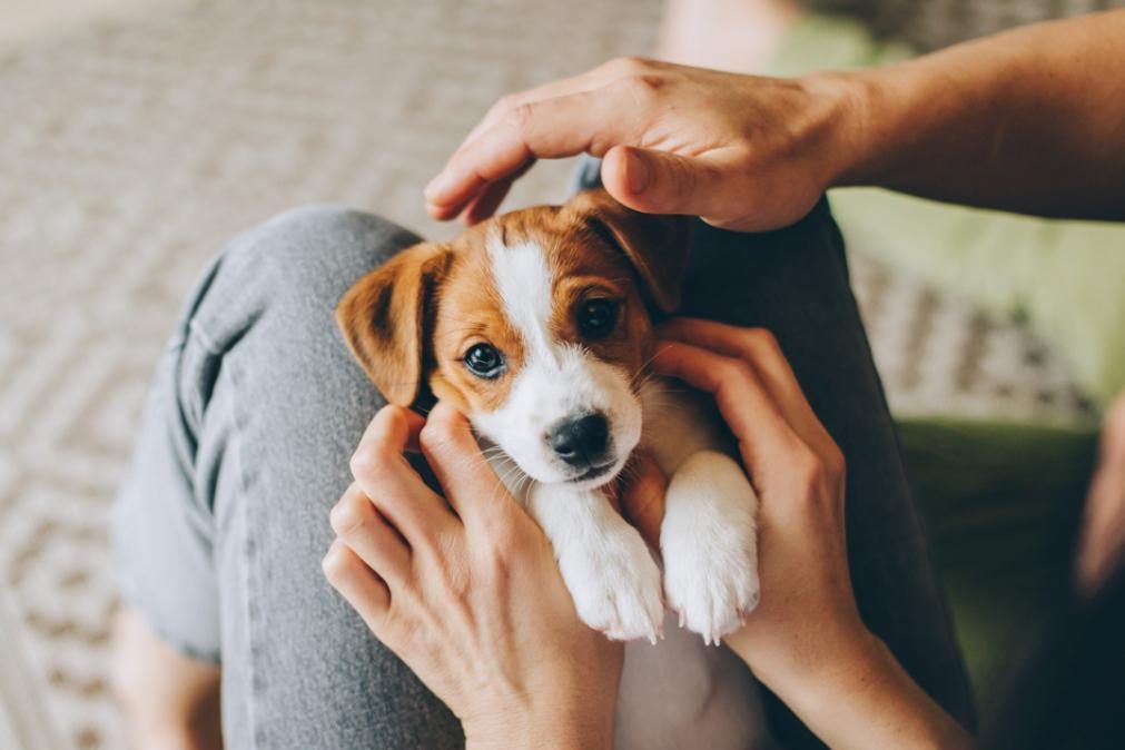 Saiba por que nunca deverá tratar os cães como bebés