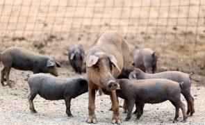 Portugal já pode exportar carne de suíno para Singapura após 