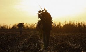 Colheita generosa de cana em Cabo Verde perspetiva boa produção de grogue