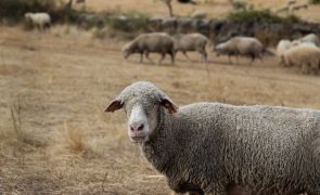 Novo serotipo da língua azul foi detetado em Portalegre