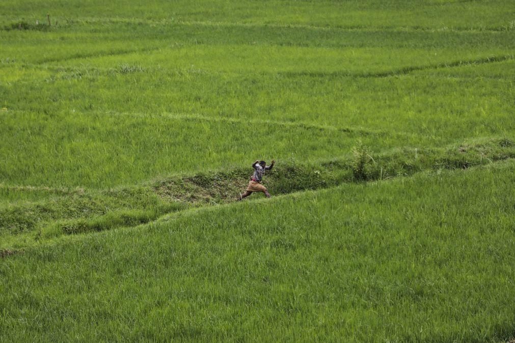 PR angolano diz que base da economia em África é a agricultura