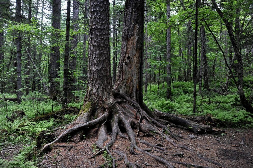 Governo prorroga até final do ano planos municipais de defesa da floresta