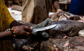 Governo de Luanda encerra principal mercado de peixe devido a riscos de cólera