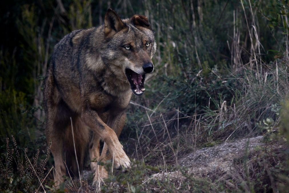 Caça ao lobo volta a ser permitida em Espanha a norte do rio Douro