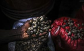 Jovens guineenses vão ter formação no Brasil para melhorar produção de caju