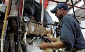 Apagão provocou prejuízos no setor do leite e laticínios que atingem pelo menos 3 ME