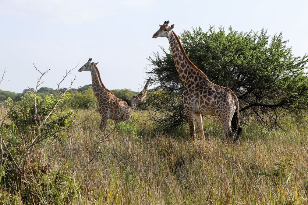 CPLP apoia candidatura do Parque Nacional de Maputo a património mundial da Unesco