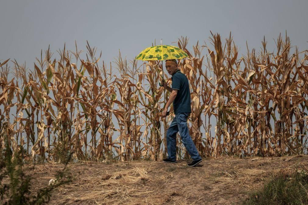 Várias regiões chinesas enfrentam seca após prolongada falta de precipitação
