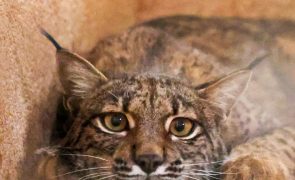 Linces 