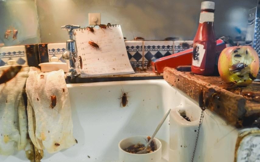 Tem baratas em casa? Seis dicas para combater esta praga