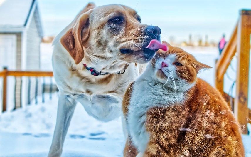 Menos stress é uma das vantagens de ter um cão, um gato ou outro amigo