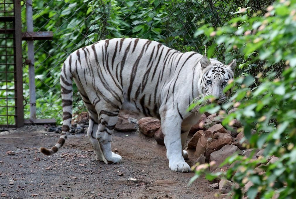 Restam 22 animais exóticos à guarda de empresários de circo em Portugal