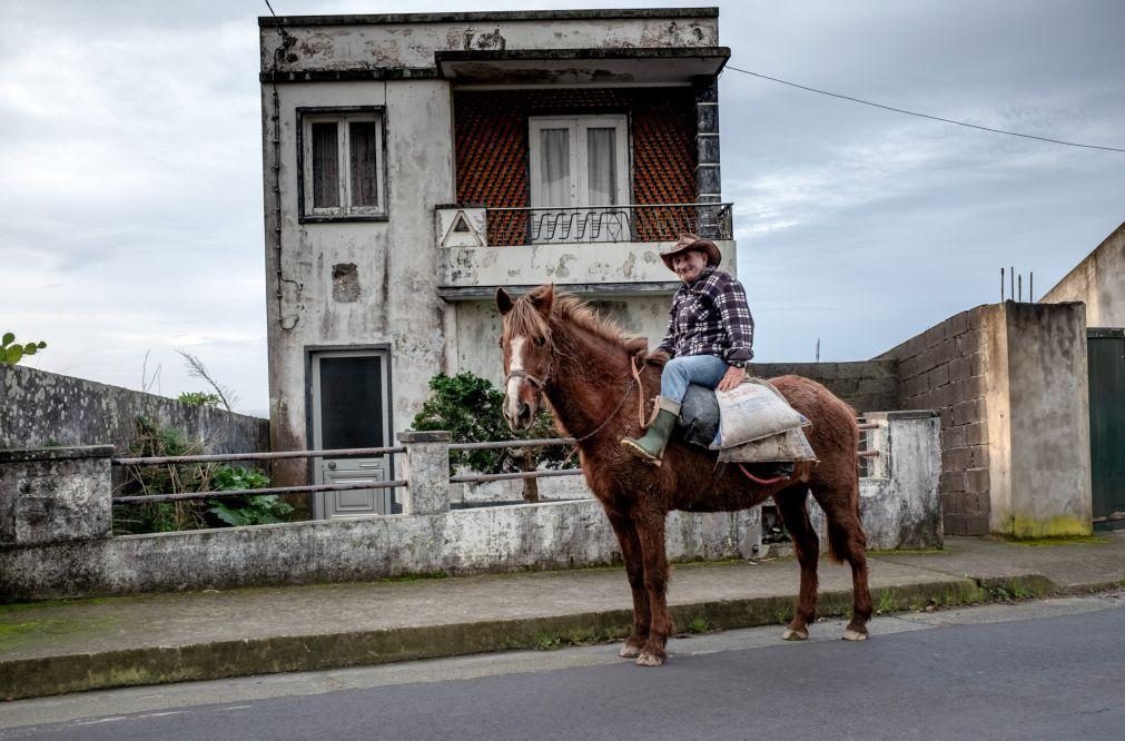 Parlamento recusa possibilidade de cavalos serem animais de companhia