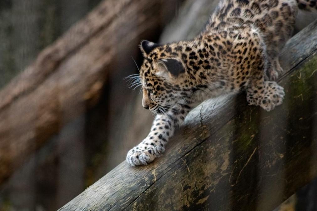 Crianças com deficiência fazem terapia com jaguares e cobras